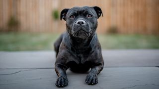 staffordshire bull terrier