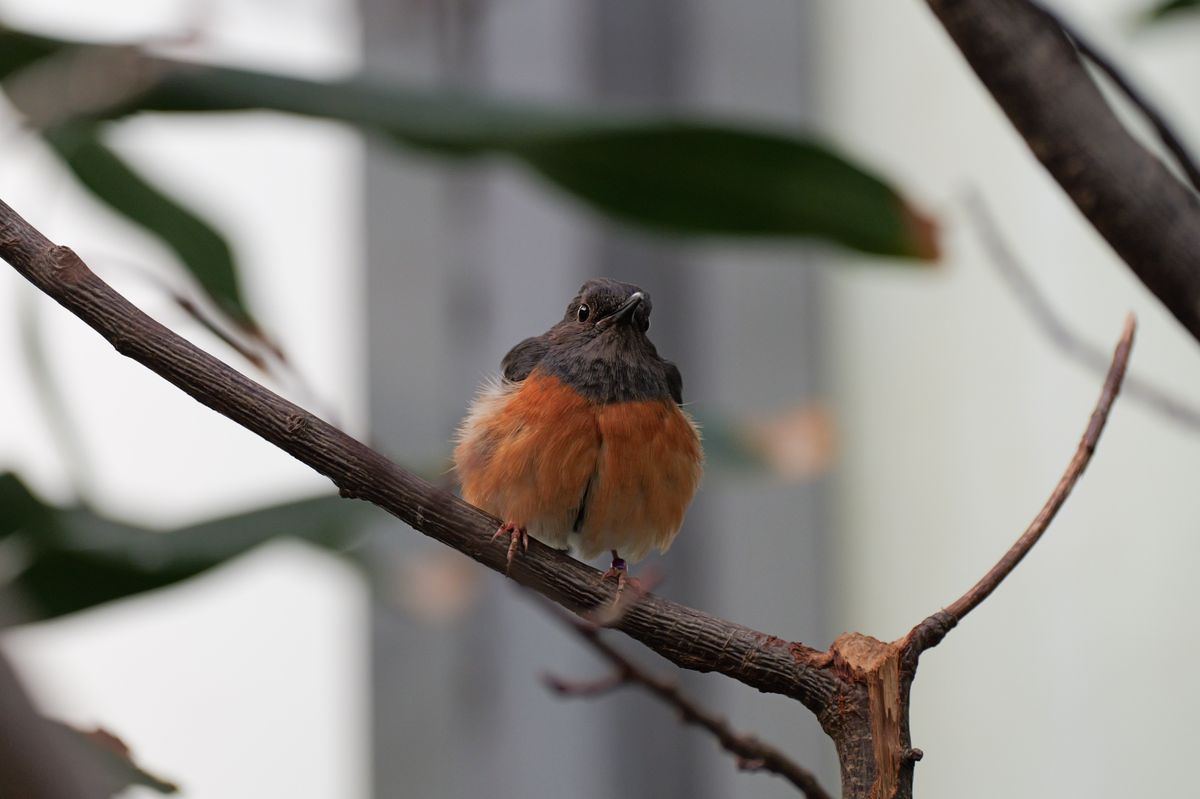 A bird sitting on a tree branch