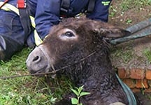 Donkeyrescue.jpg