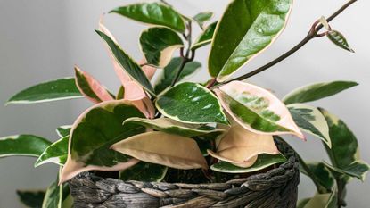 Variegated foliage of hoya carnosa variegata &#039;Krimson Queen&#039;