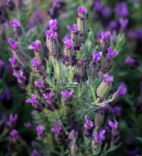 Lavandula stoechas 'Sancho Panza' (French Lavender) from Sarah Raven