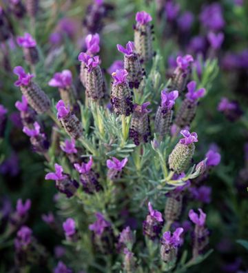 How To Grow Lavender: A Step-by-step Guide To Growing This Pretty ...