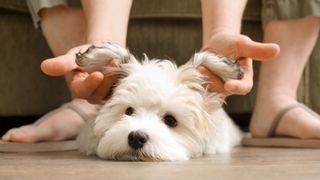 Human holding up dog's ears