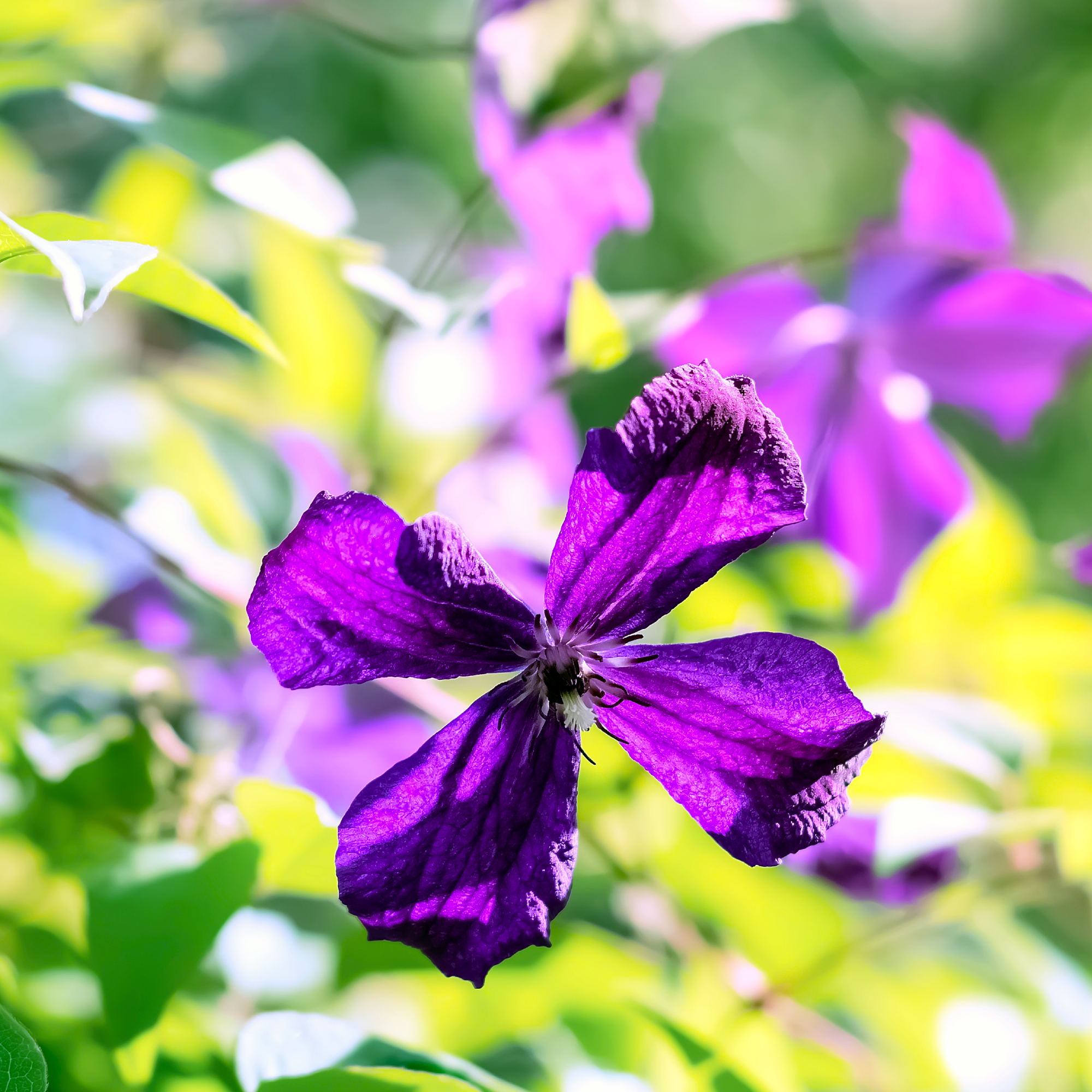 Purple clematis flower in fall sunlight