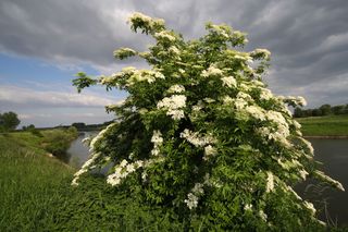 Blossom of an Elder tree Sambucus nigra