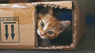 Ginger kitten hiding in a cardboard box