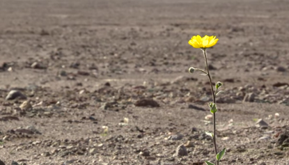 Rare superbloom is happening in Death Valley, CA. 