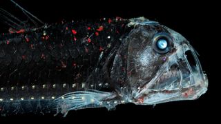 The side profile of a viperfish showing the creature's fig fangs and light-producing organs.