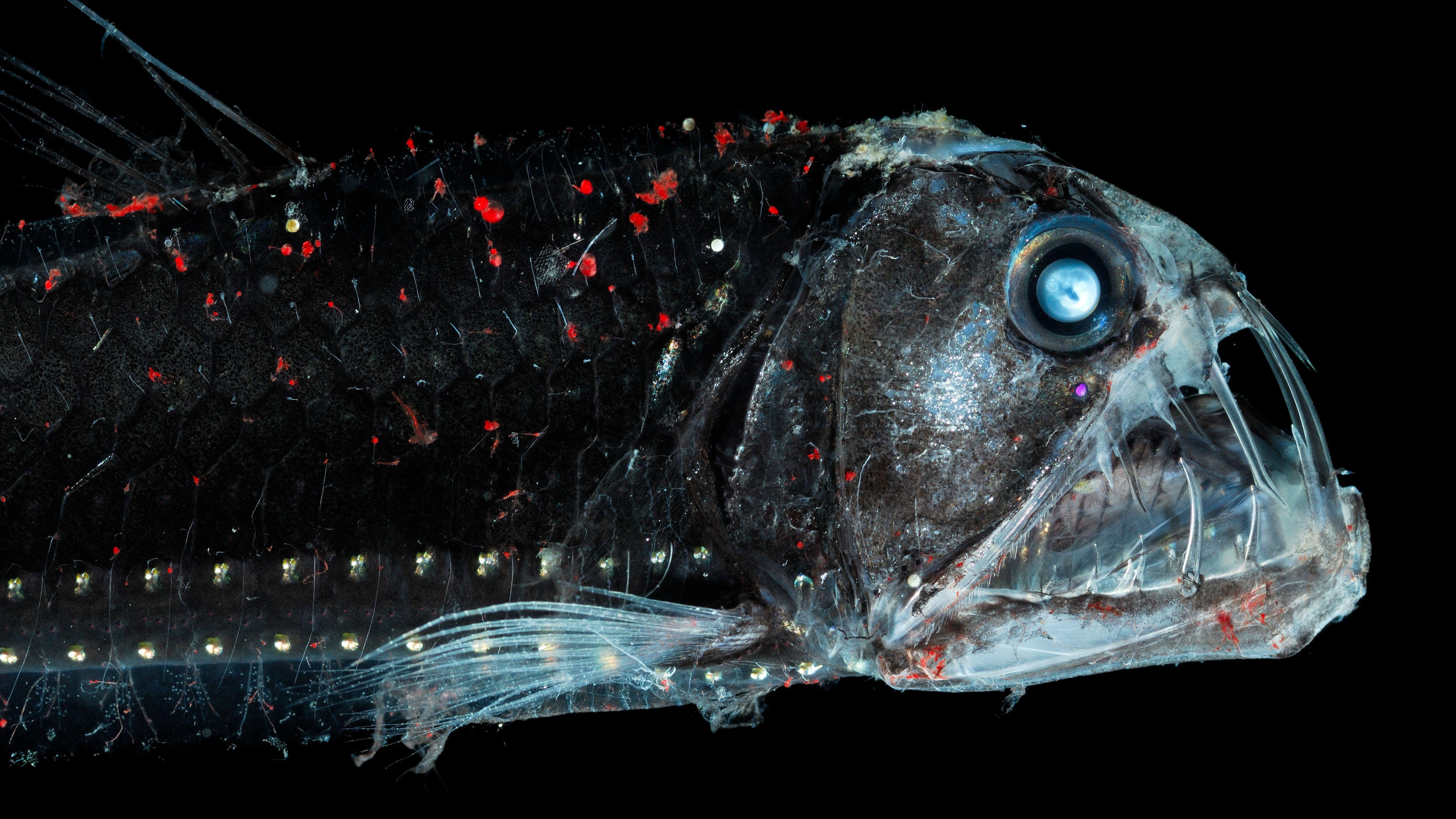 網頁設計 The side profile of a viperfish showing the creature's fig fangs and light-producing organs.