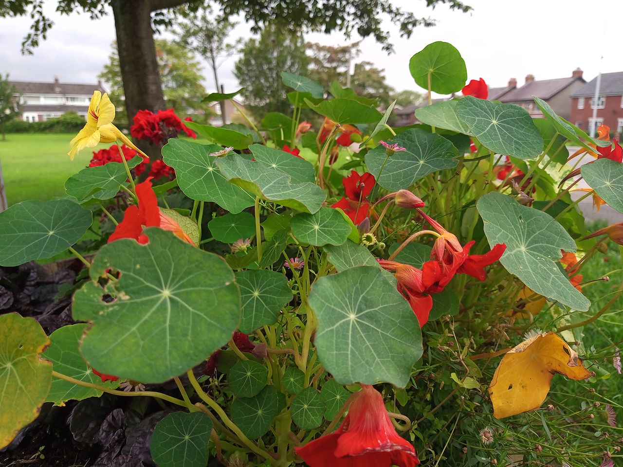 Alcatel 3L (2020) camera sample