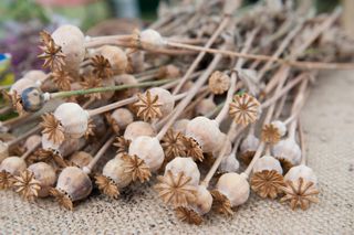dried poppy seed heads
