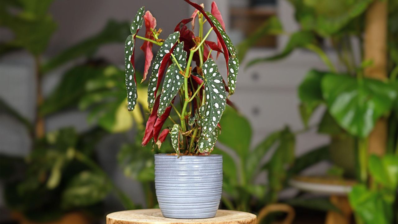 polka-dot begonia