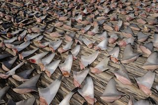 In this photo, shark fins are laid out to dry in the sun before being packed and shipped to buyers. These parts are the main ingredient in shark fin soup, a pricey Asian delicacy.