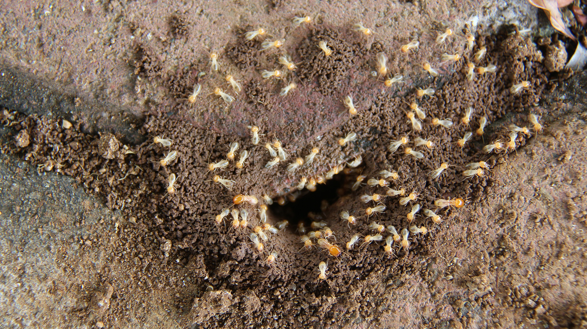 Termite nest