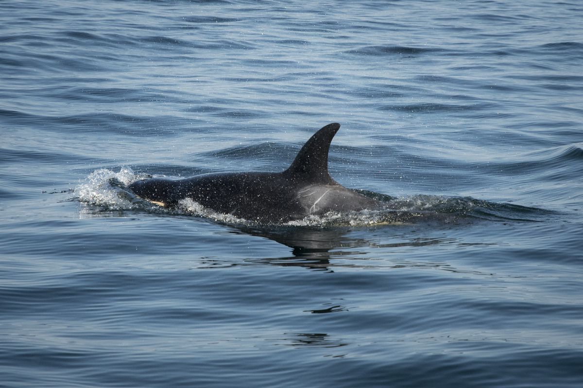 In Photos: Response Teams Try To Save Starving Killer Whale | Live Science