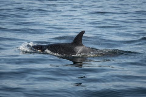 In Photos: Response Teams Try To Save Starving Killer Whale | Live Science