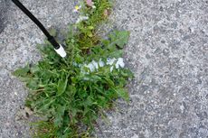 Treating Weeds On Pavement With Herbicide