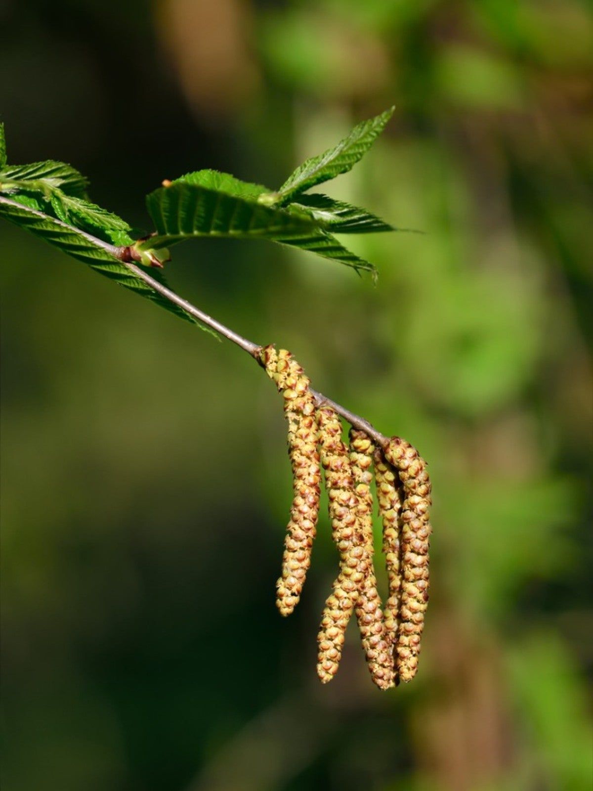 Close Up Of A Sweet Birch Tree