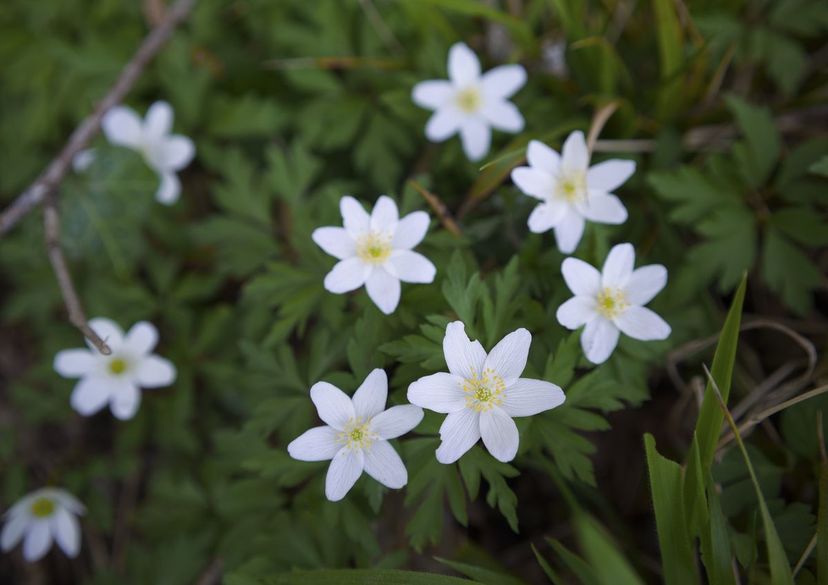 Closeup photo of tiny white flowers, taken with the Sigma BF camera and Sigma 35mm F2 DG lens