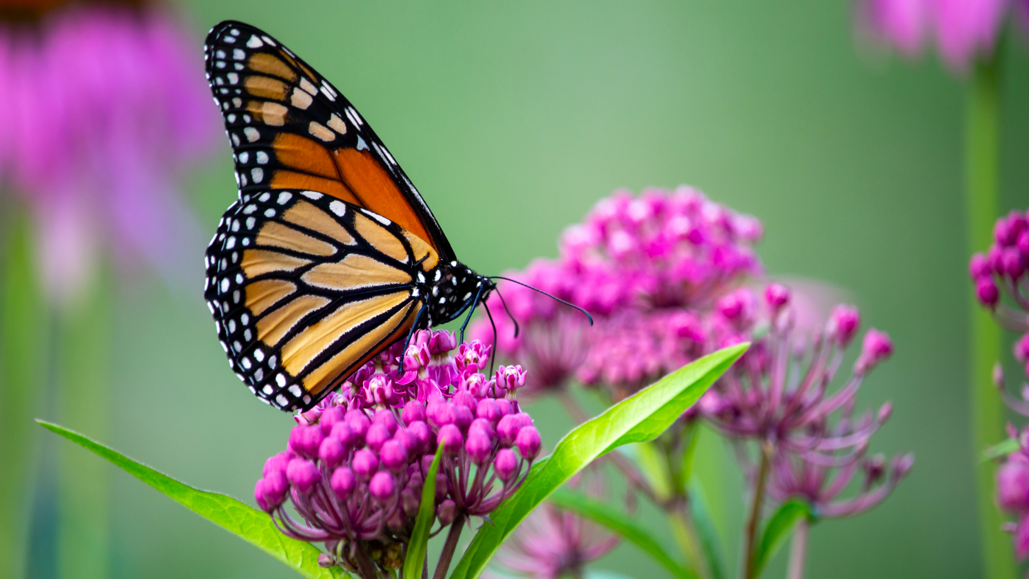monarch butterfly on milkweed bloom
