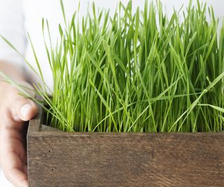Wheatgrass microgreen shoots