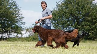 Man taking two Newfoundlands for a jog