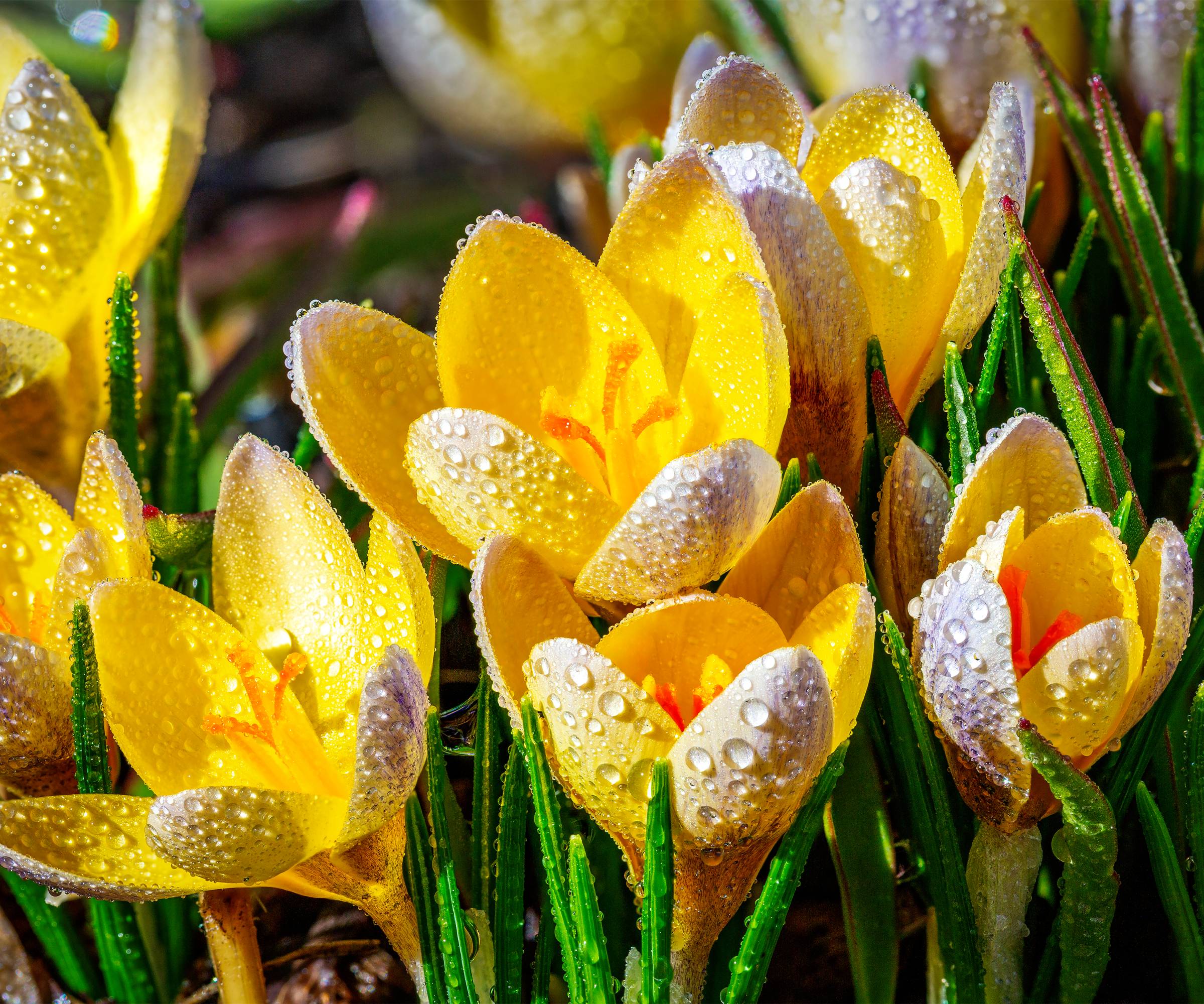 Yellow crocuses covered in water droplets