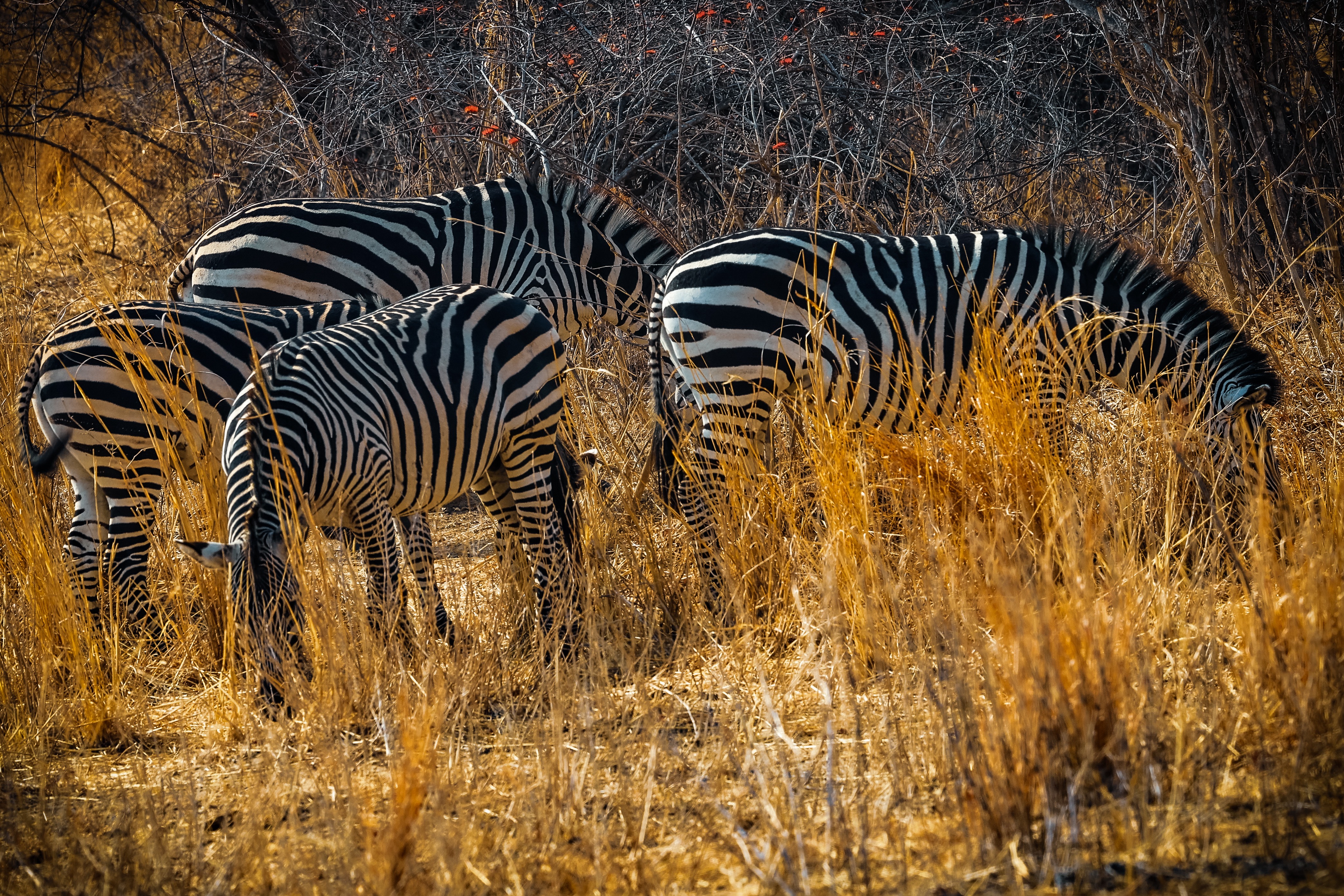 GuruShots - Travel Tales 2025