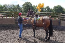 Jason Webb desensitising a horse that bolts
