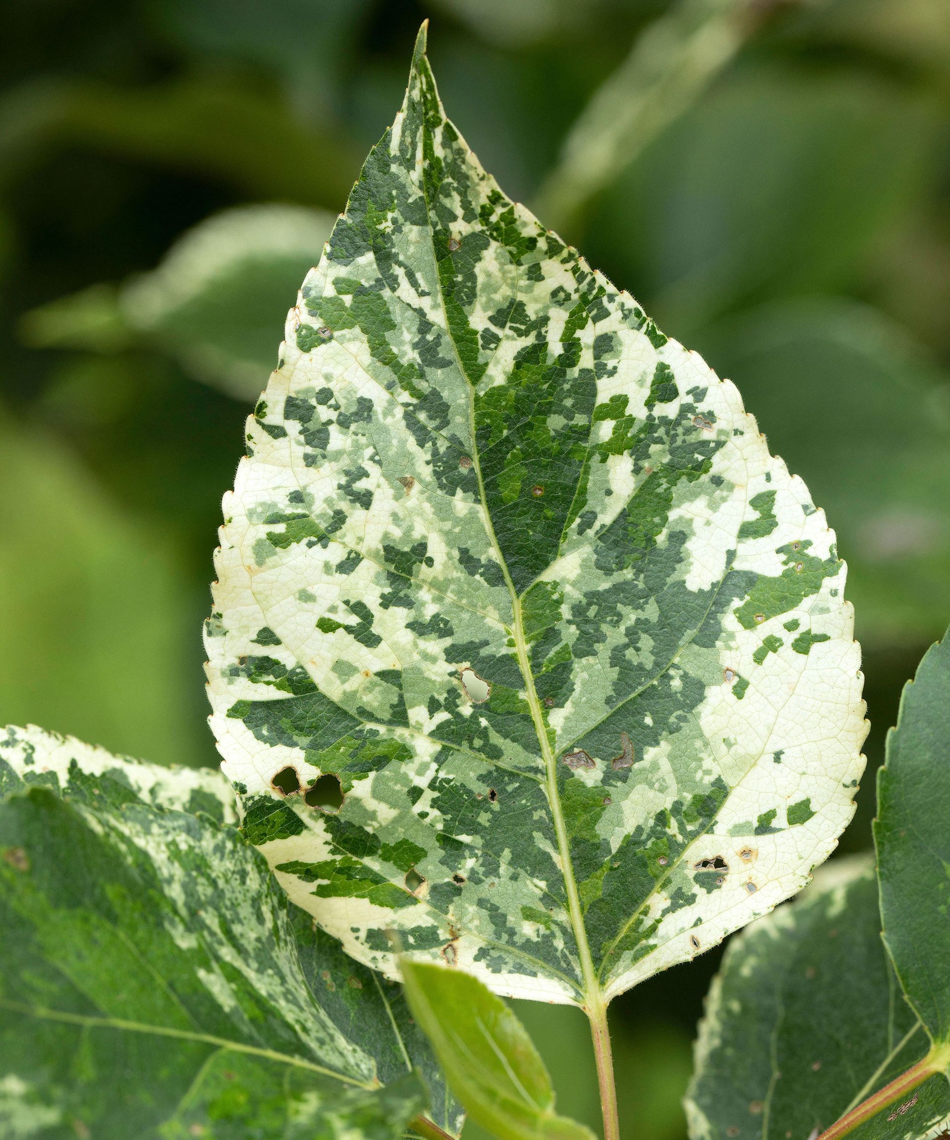 leaf on a Balm of Gilead 'Aurora' tree