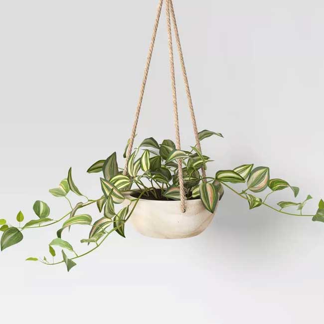 a cement planter