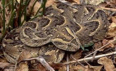 Adder snake