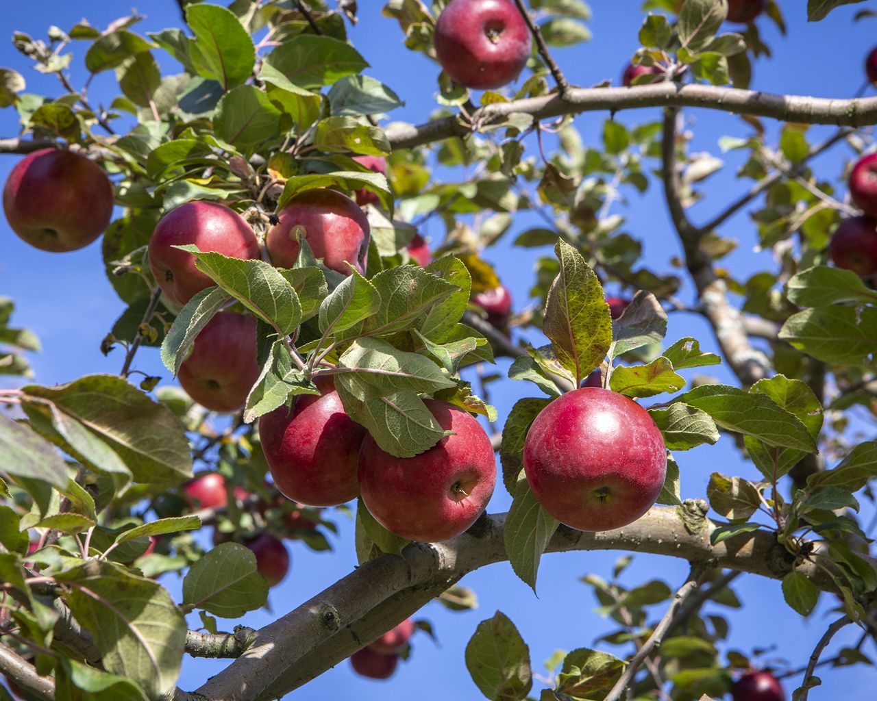 These 6 Trees Should Be In Every Yard – According To Experts ...