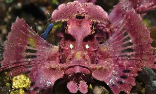 Who you lookin' at? This overdressed scorpionfish, the paddle flap Rhinopias (<em>Rhinopias eschmeyeri</em>) stole the show with its good looks, snagging second place in the "fish or marine animal portrait" category. Rockford Draper of Texas shot the port