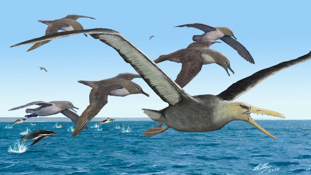 Monster bird fossils unearthed in Antarctica