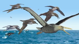 An artist's depiction of ancient albatrosses harassing a pelagornithid — with its fearsome toothed beak — as penguins frolic in the oceans around Antarctica 50 million years ago.