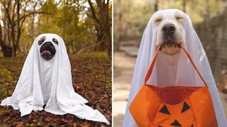 ghost photoshoot dog