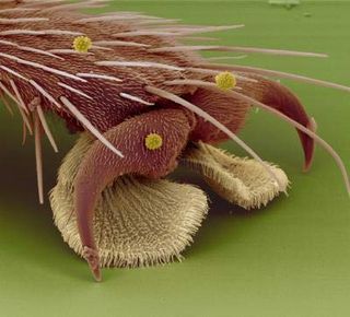 How Flies Walk On Ceilings Live Science