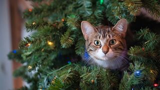 cat-proof Christmas trees