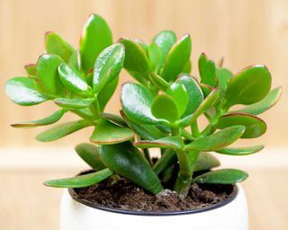 Close up of small healthy jade plant in white pot