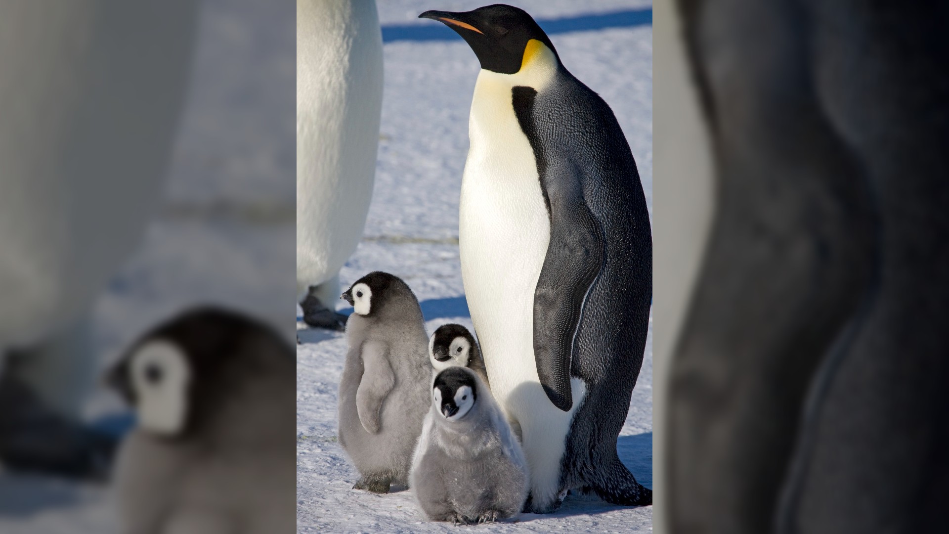 Los pingüinos emperador son los más grandes de todos los pingüinos y miden hasta 39 pulgadas (100 cm) de altura.  Reciben su nombre de su dramático plumaje negro, blanco y amarillo.  Aquí vemos a un pingüino adulto de pie con 3 pingüinos bebés grises y esponjosos.