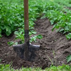 spade in garden with potato crops