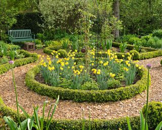 formal garden with low boxwood hedging, daffodils and wood chip pathway