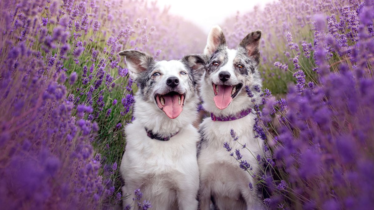 Two collies sit in a field of Lavender