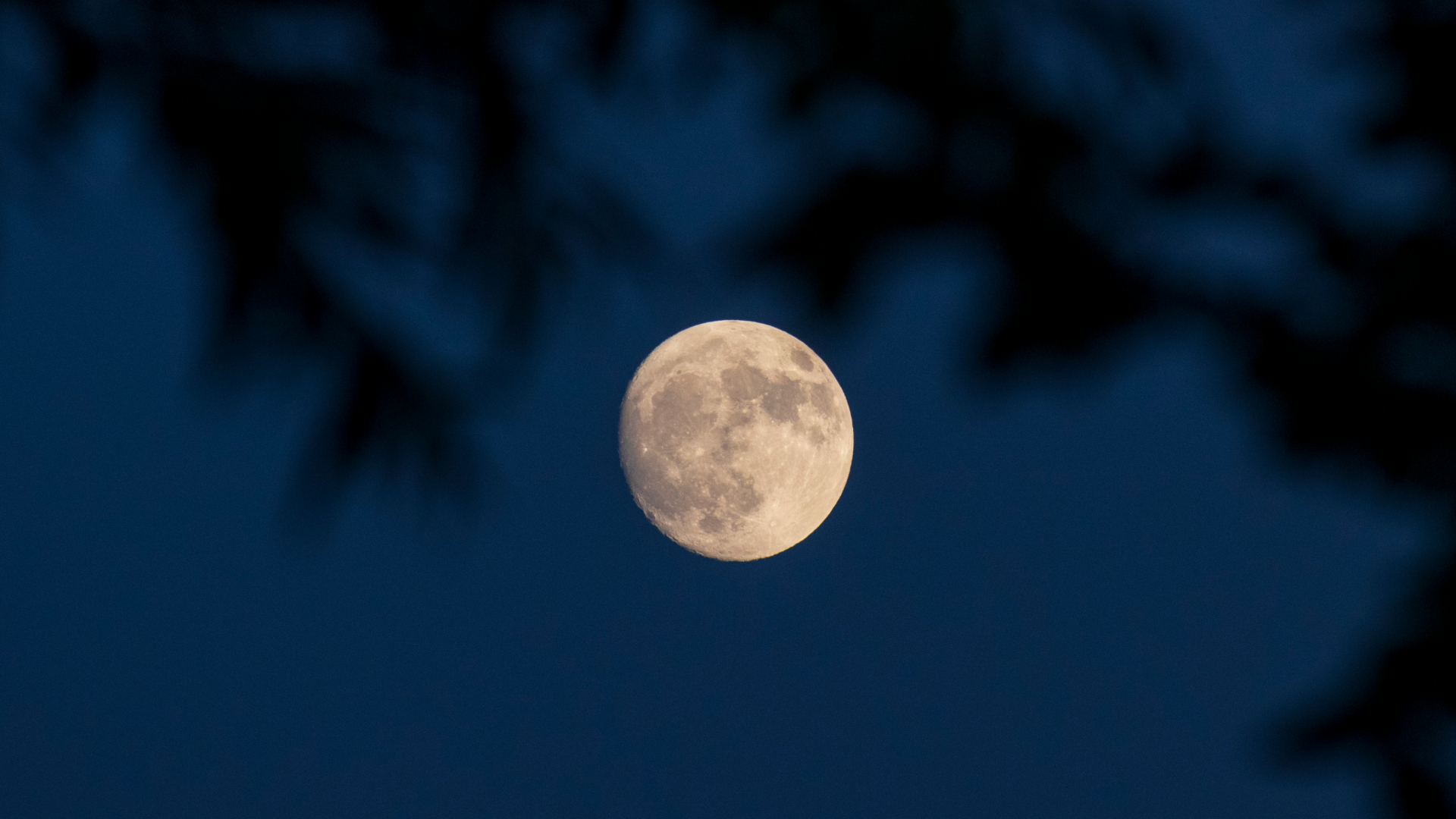 A near-full moon is pictured against a dark night sky. The silhouettes of overhanging leaves dominate the top half of the image.