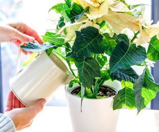 Hands watering a poinsettia with a white watering can