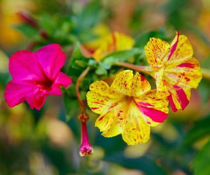 9 Old-Fashioned Flowers To Transport You To Another Time | Gardening ...