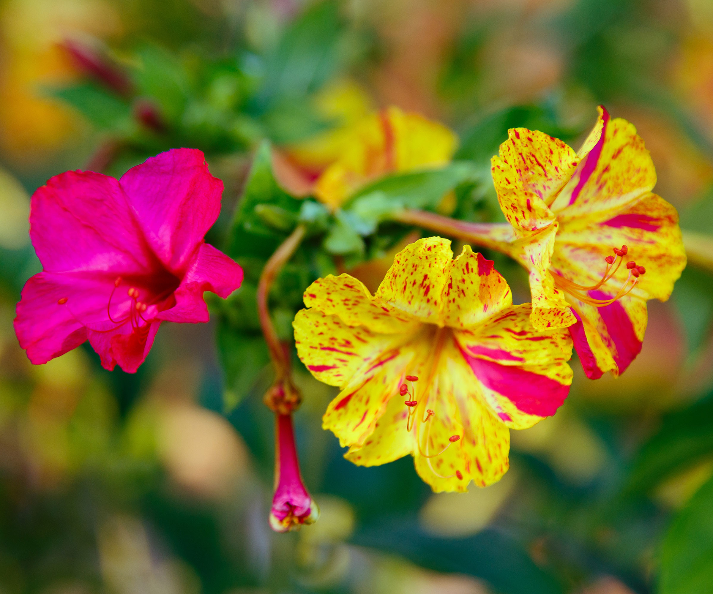 four o'clock flowers with pink and yellow duo tones