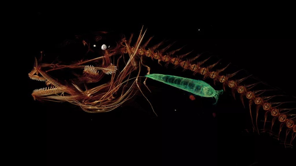 A CT scan of the Mariana snailfish that lives in the Mariana Trench. In orange, you can see the outline of the Mariana snailfish. Facing to the left, it has a large head slightly pointed head with lots of thin, spiky teeth. You can see its long spine trailing out behind. Beneath its spine and inside its stomach there is a small but thick worm-like creature with little antennae in green.