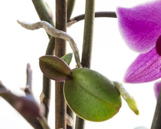 Keiki growing on phalaenopsis orchid